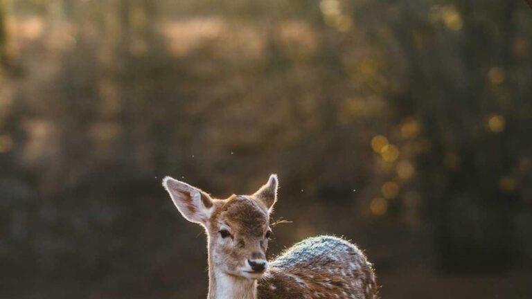 993843ba-430f-3648-b641-e35fc1ee9e92